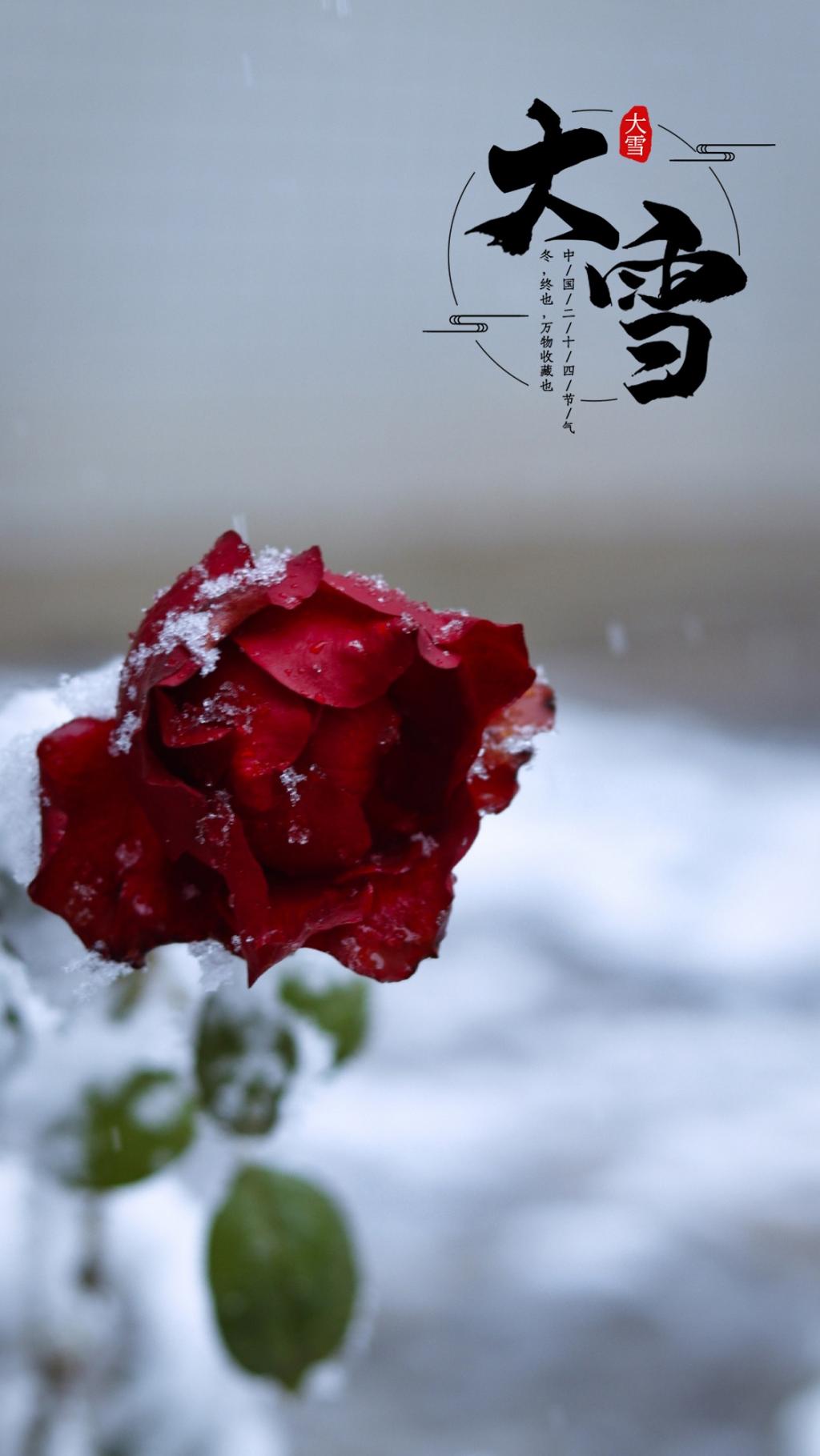 二十四节气之大雪玫瑰