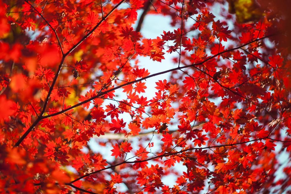 秋季红枫叶美景