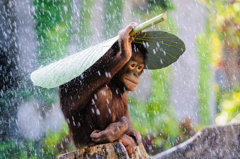 猩猩,巴厘岛,雨,猴,2015索尼世界摄影奖（水平）