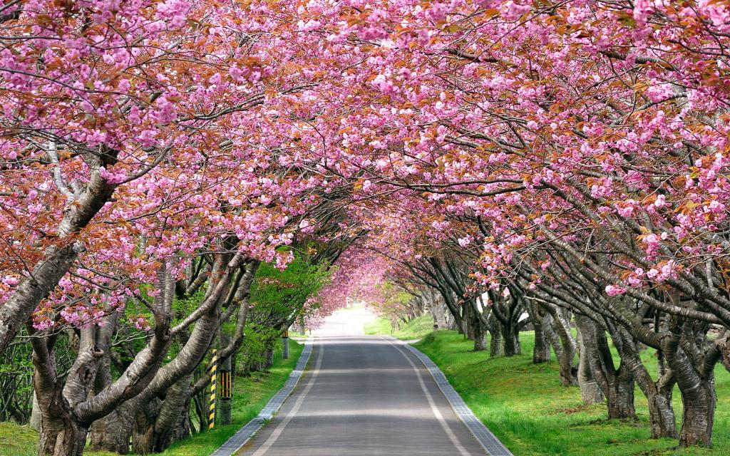 樱花树,春天,高清