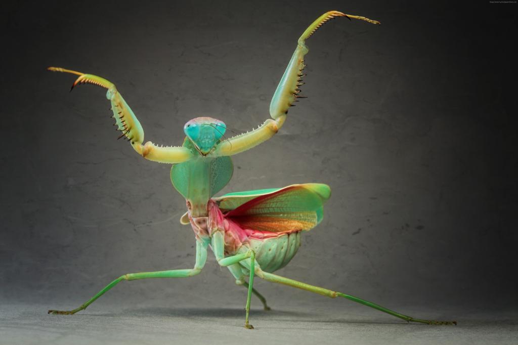螳螂,绿色（水平）