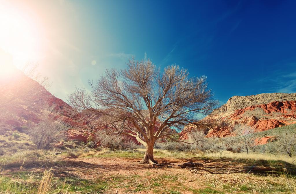 干树,沙漠,阳光,4K,8K