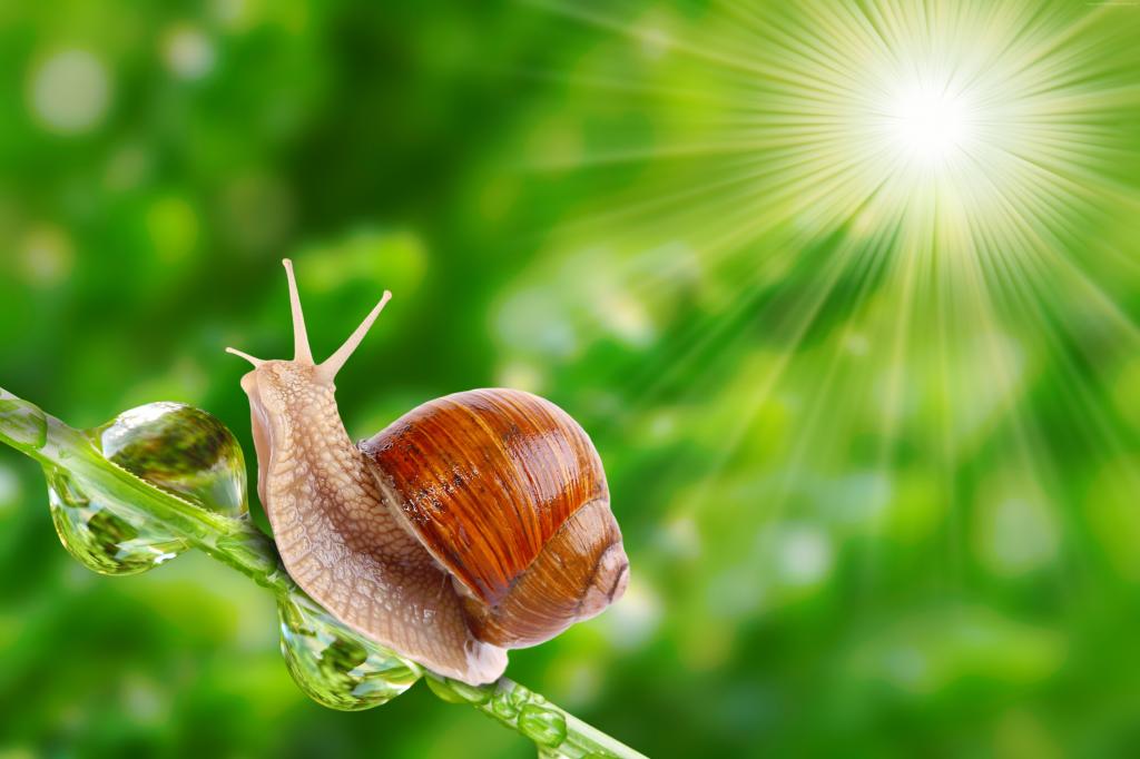 蜗牛,自然,阳光（水平）