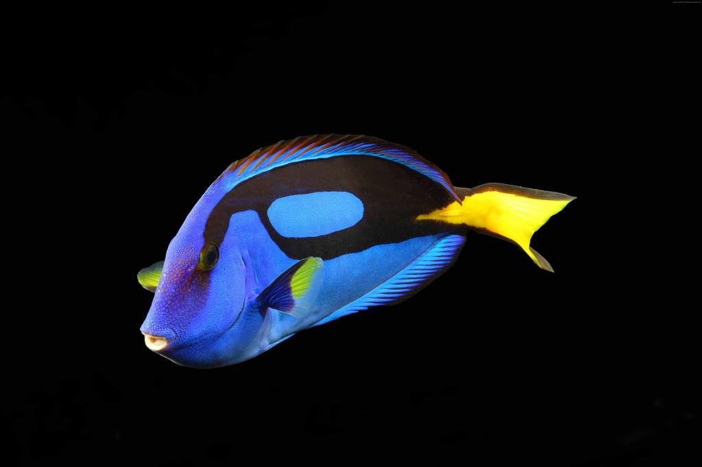 Surgeonfish,水,水族馆,珊瑚礁动物,蓝色,黄色,鱼,黑色背景（水平）