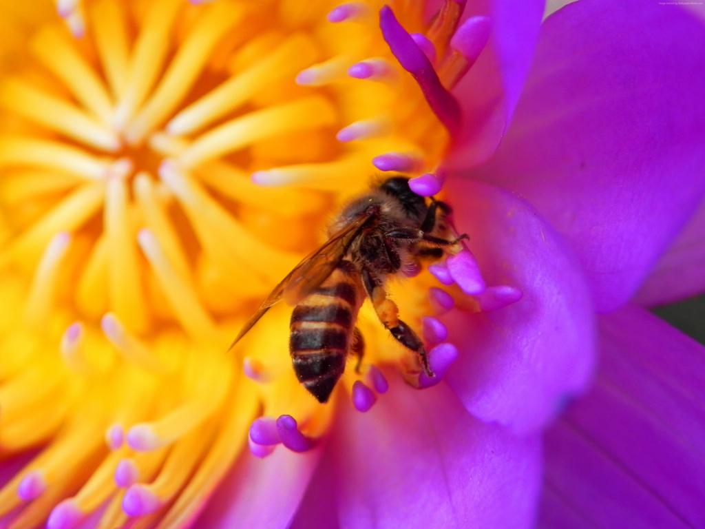蜜蜂,4k,高清壁纸,花卉,红色,昆虫（水平）