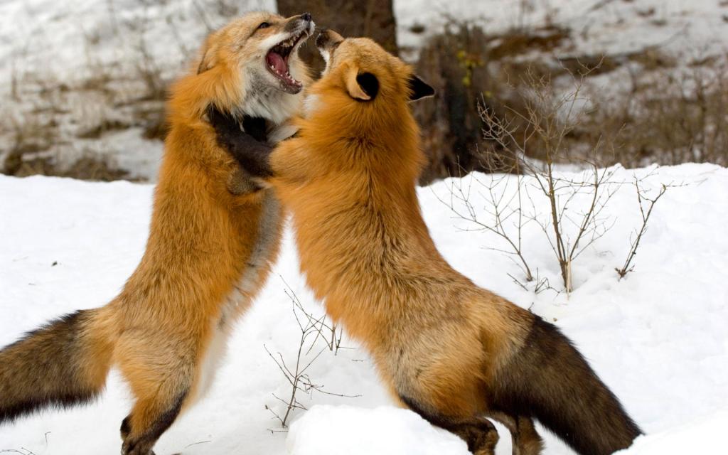 红狐狸蒙大拿州