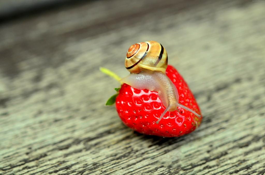 蜗牛,性质,草莓（水平）