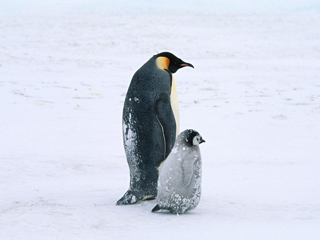 北极企鹅生活