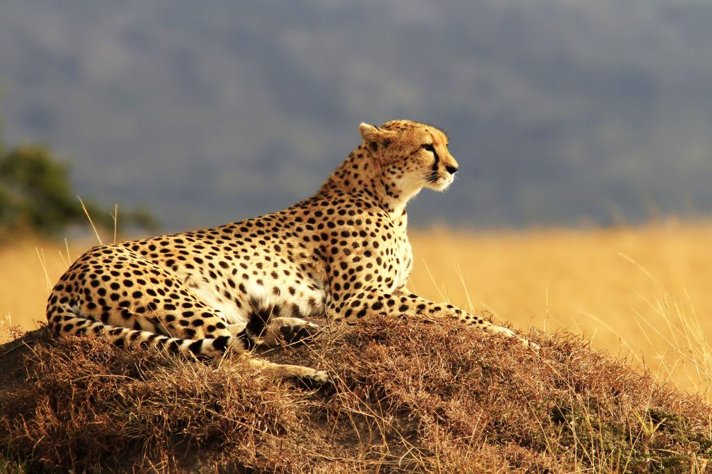 猎豹,马赛马拉,国家保护区,肯尼亚,野生动物园,高清,4K