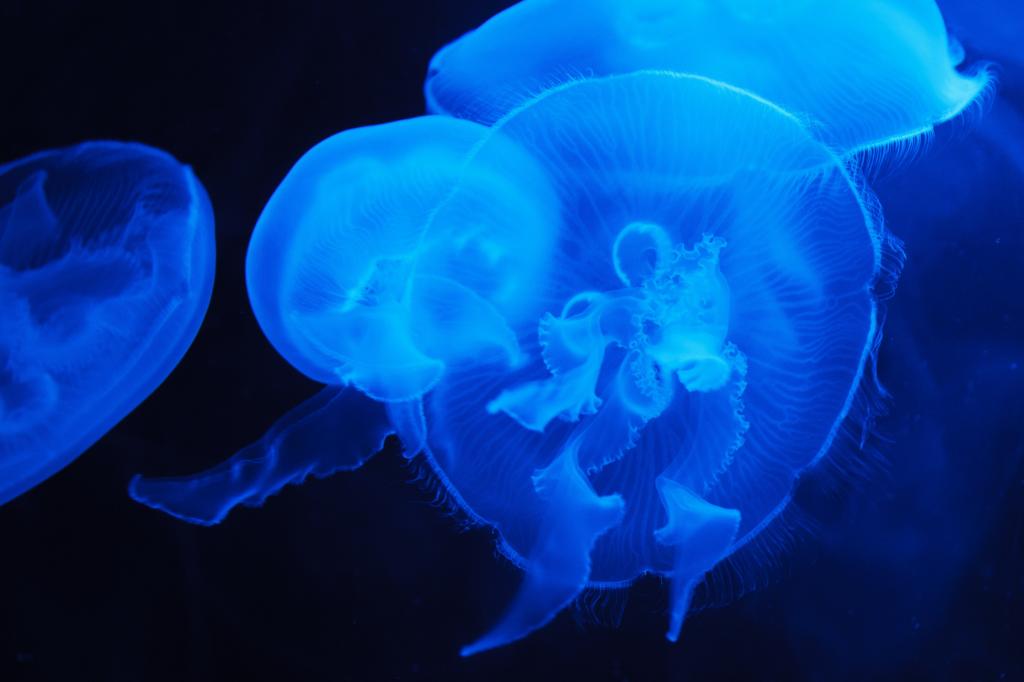 蓝色水母,水下,4K