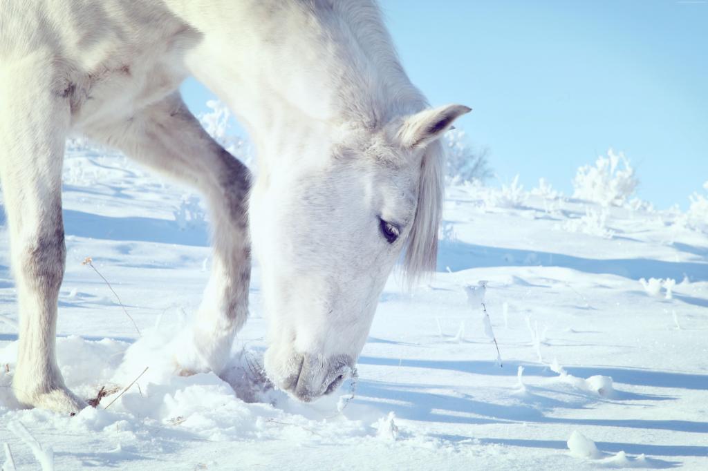 马,蹄,鬃毛,白,雪,冬天,关闭（水平）