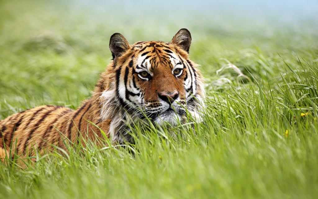 惊人的西伯利亚虎