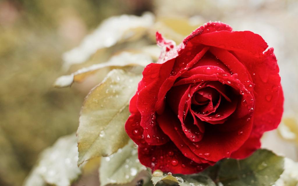 美丽的红玫瑰4 k