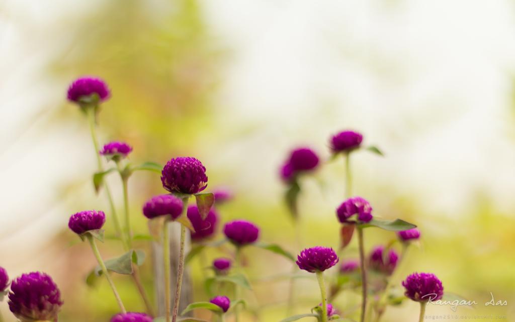 紫色庭院花
