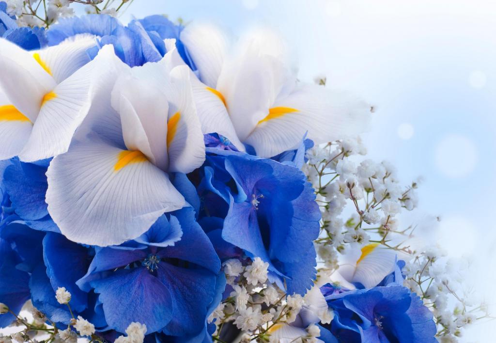 鲜花花束,蓝色绣球花,鸢尾花,白色,蓝色,4 k