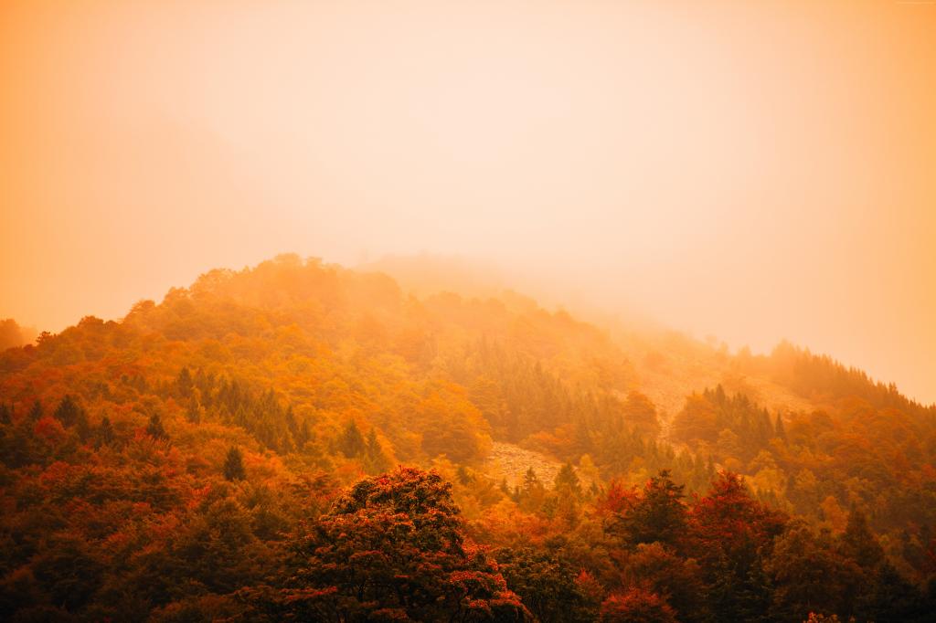 雾,秋天,森林,山,5K（水平）