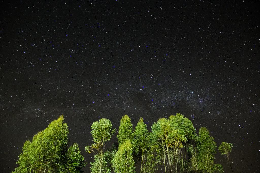 夜晚,星星,天空,树木,4k（水平）