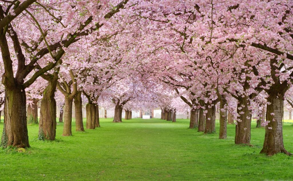 树,4k,高清壁纸,开花,公园,粉红色（水平）