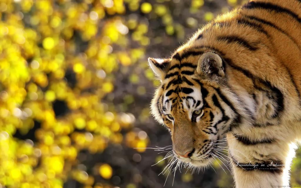 美丽的老虎