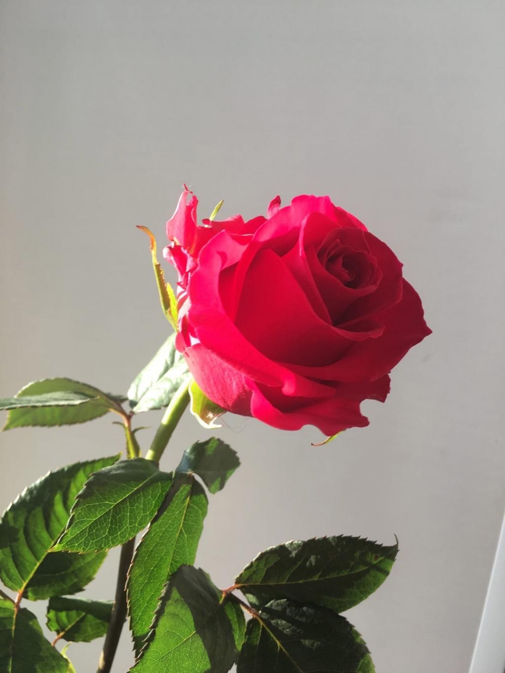 唯美鲜艳的玫瑰花