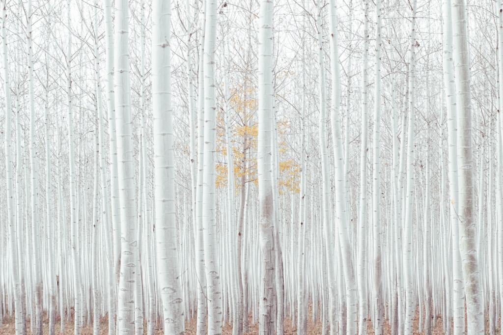 白色,树木,森林,4k（水平）