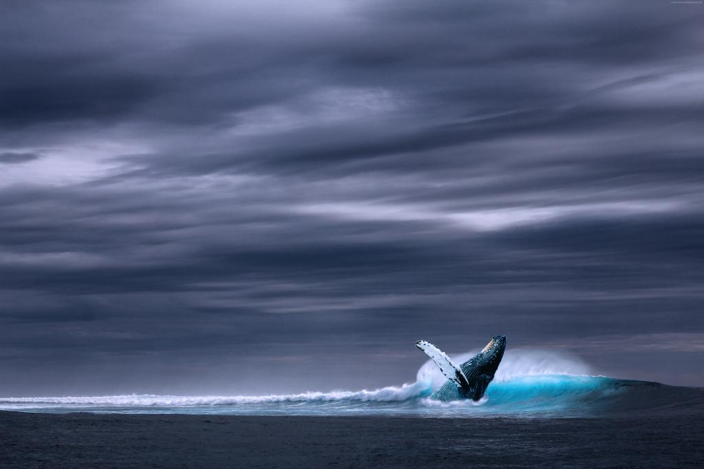 鲸鱼,海洋,天空,5K（水平）