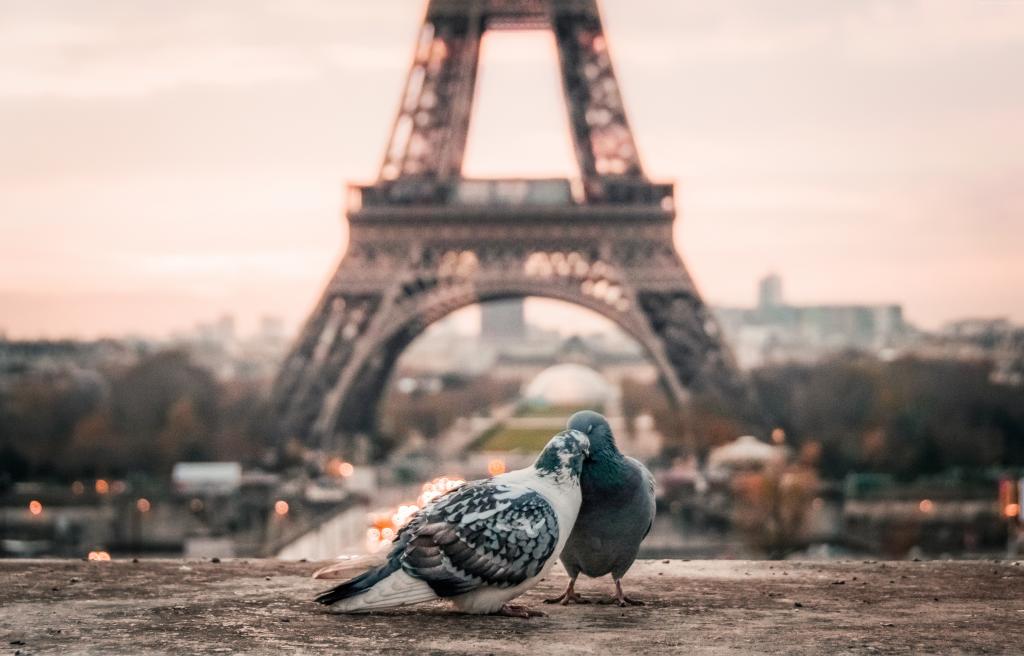 爱的形象,鸽子,4k,巴黎（水平）