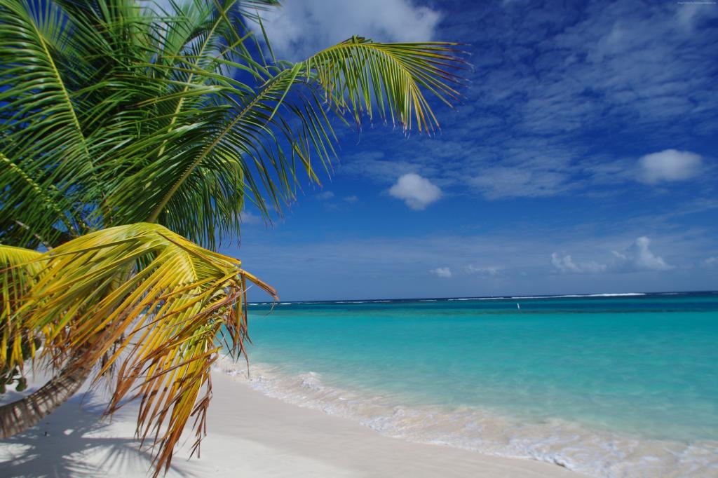 弗拉门戈海滩,库莱布拉岛,波多黎各,棕榈树,2016年最佳海滩,2016年旅行者选择奖（水平）