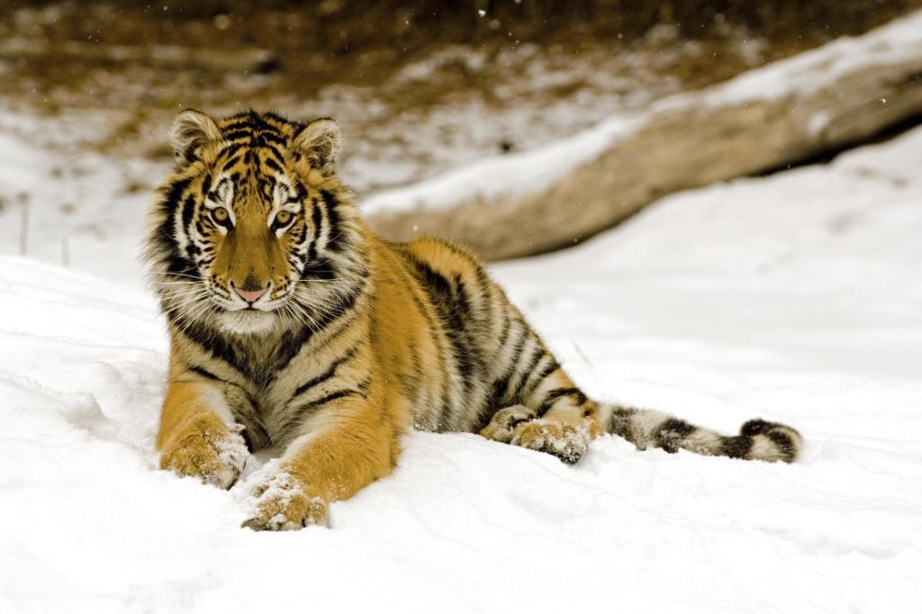 下雪的下午老虎