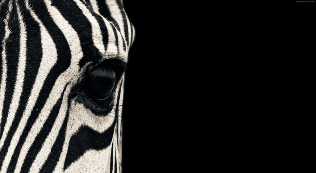 Zebra, eye, Black & White, couple, cute animals (horizontal)