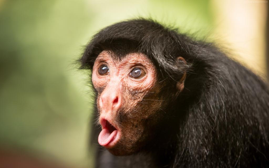 黑猩猩,猴子,可爱的动物,搞笑（水平）