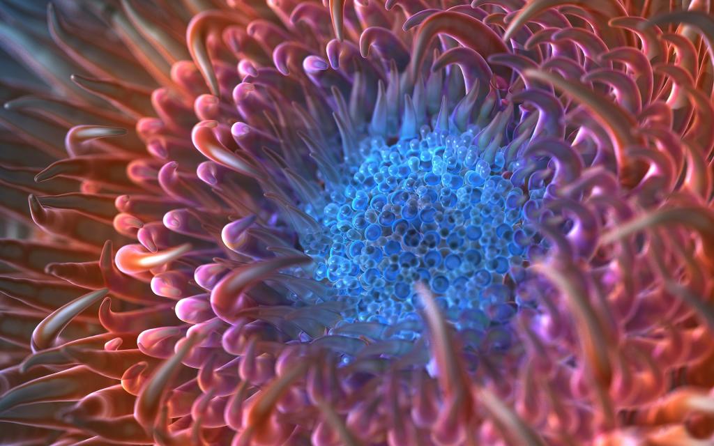 数字海葵花