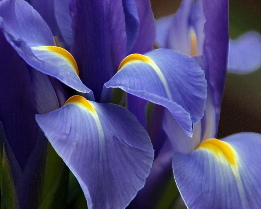 紫色伟大的花