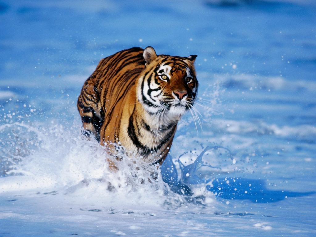 老虎在水中