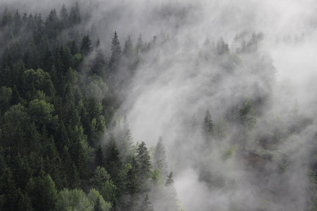 奥地利,4k,5k壁纸,8k,森林,雾,薄雾,松（水平）