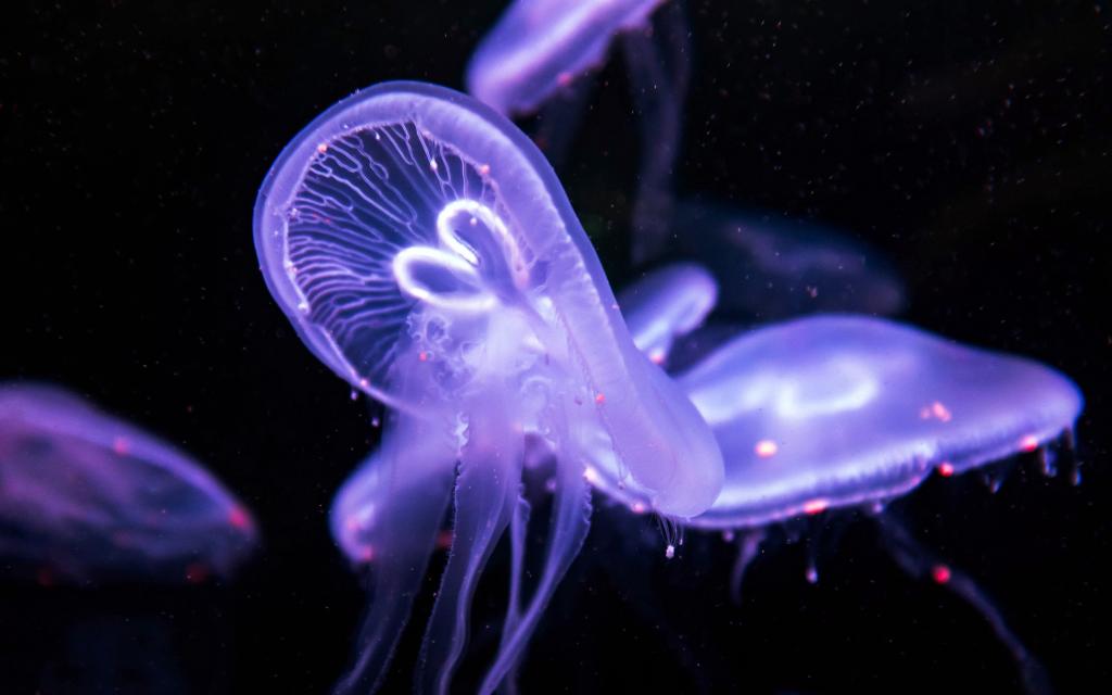 紫色水母深海梦幻写真,图片,壁纸,动物-桌酷