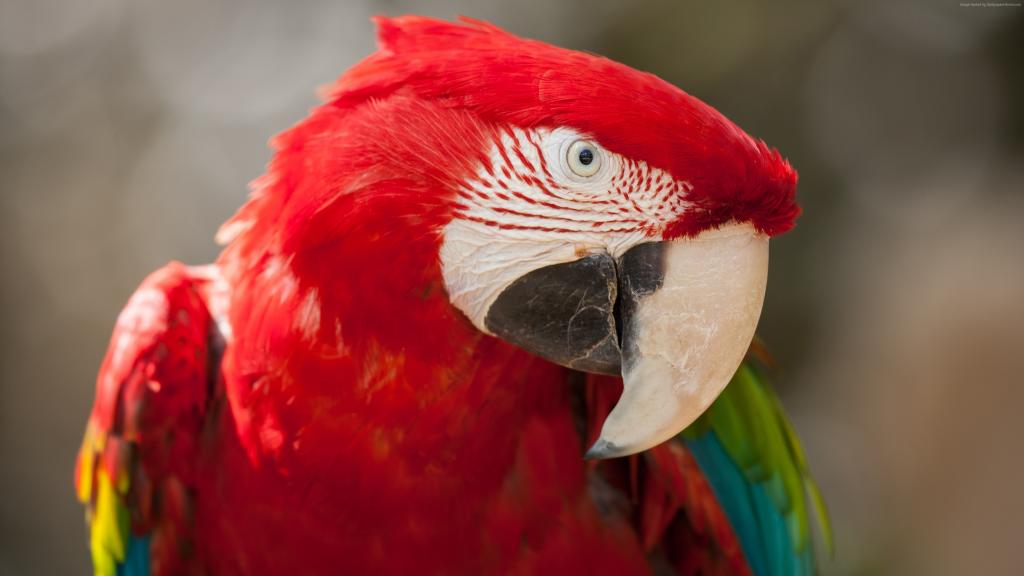 金刚鹦鹉鹦鹉,热带鸟,红色（水平）
