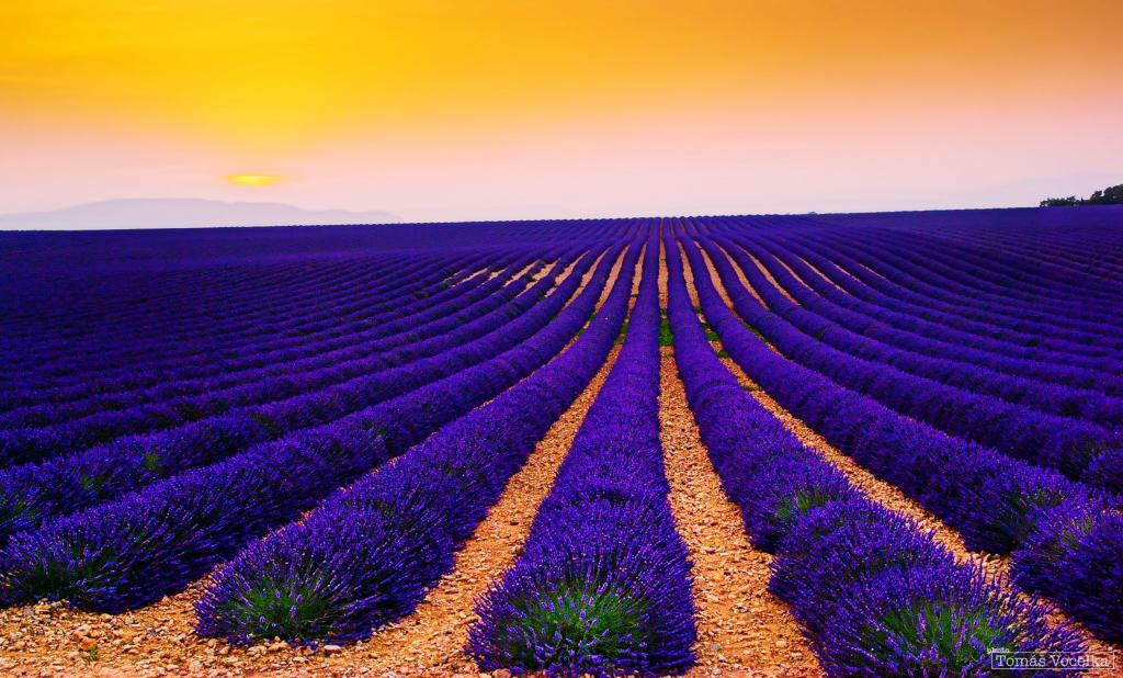 淡紫色领域,日落,风景,Valensole,法国,4K