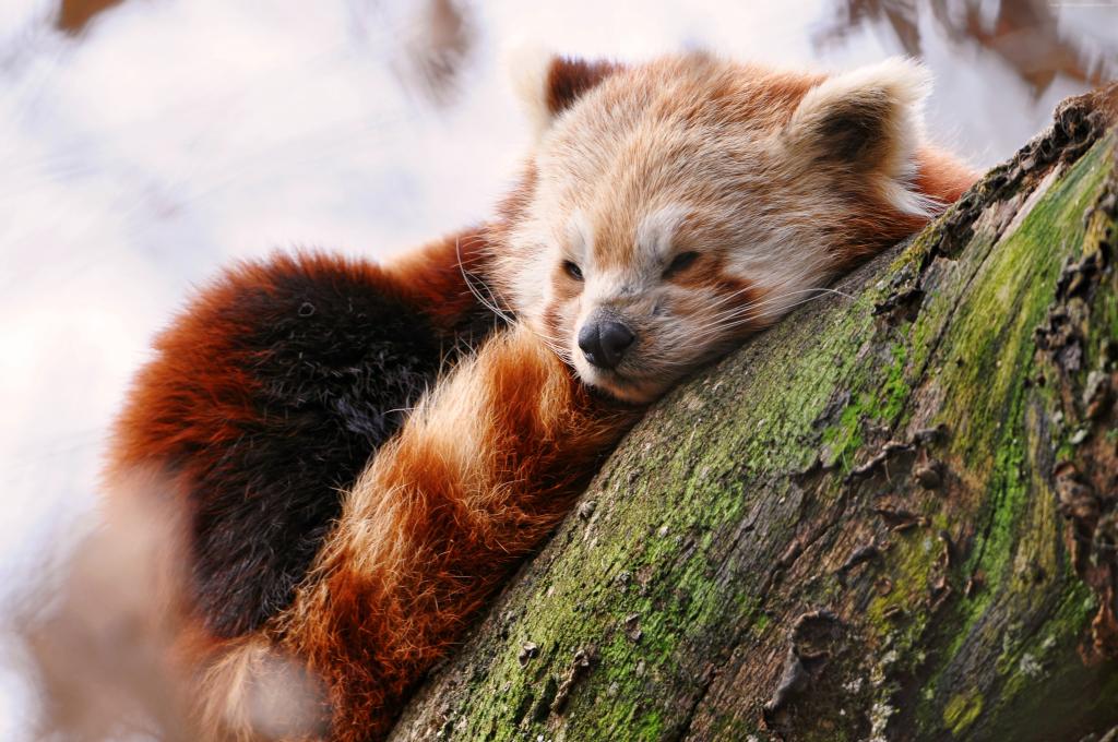 红熊猫,动物,冬天,睡觉,动物园（水平）