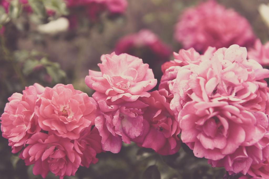 玫瑰,4k,5k壁纸,8k,花,粉红色（水平）
