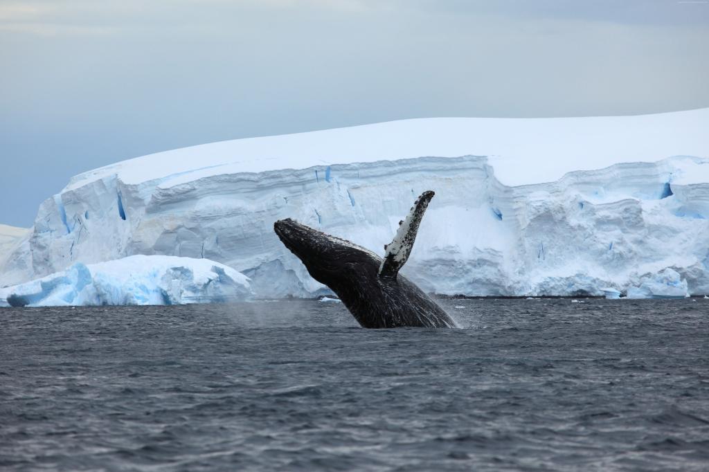 南极洲,海洋,冰,鲸鱼,4k（水平）