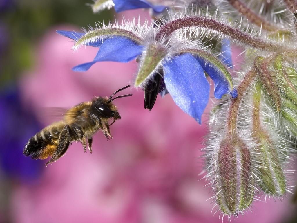 盘旋蜂蜜蜂