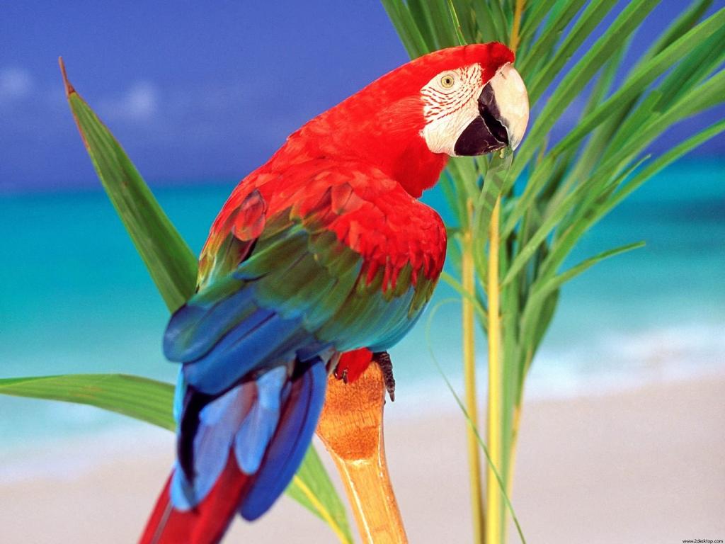 热带颜色鹦鹉