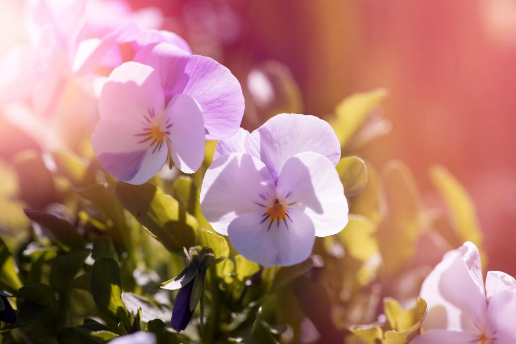 三色紫罗兰花,花园,高清
