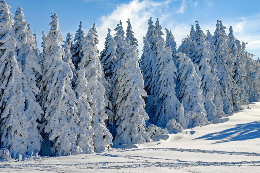 森林,树,雪,冬天,4k（水平）