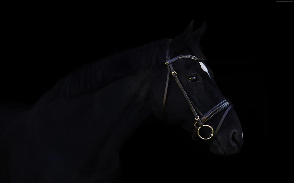 马,可爱的动物,黑色,4k（水平）