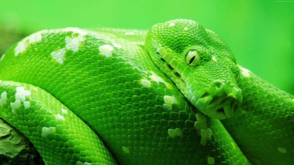 蛇,绿,4k（水平）