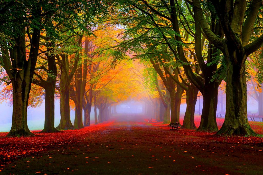 秋天,秋天,树木,起雾,叶子,5K
