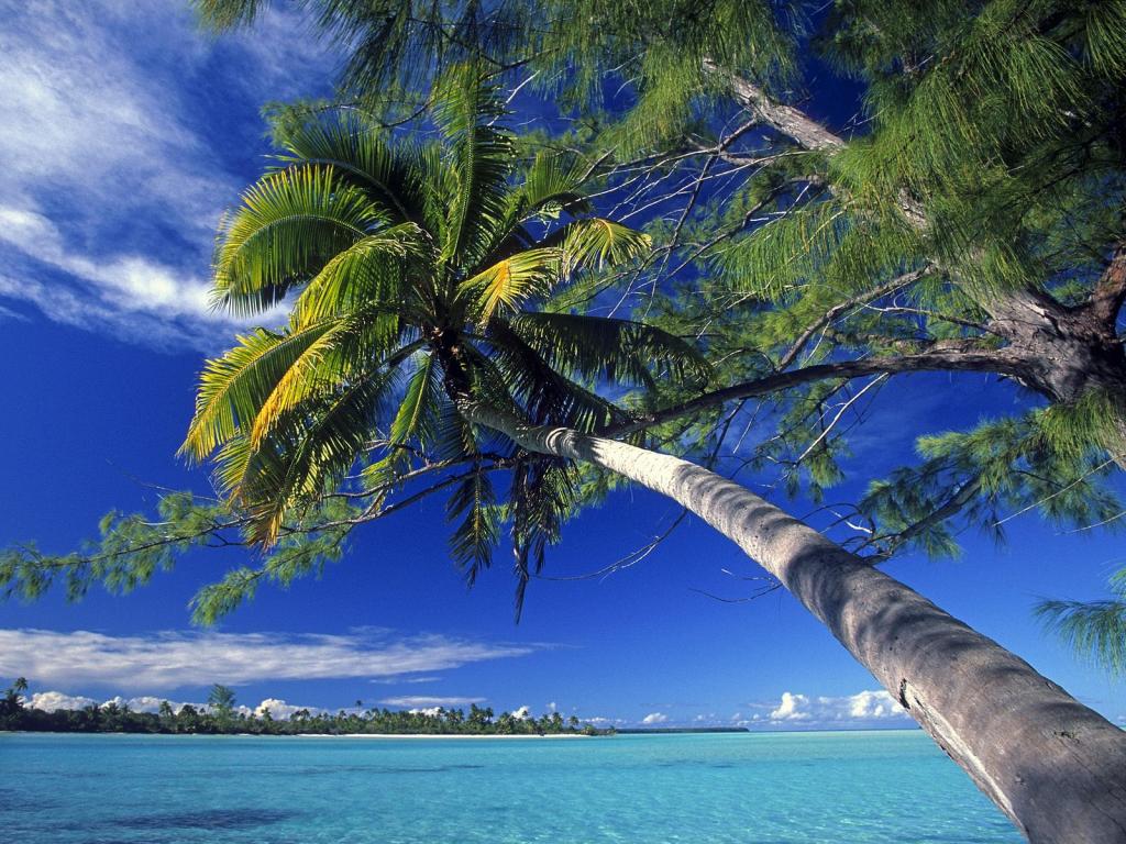 棕榈树社会海岛海滩