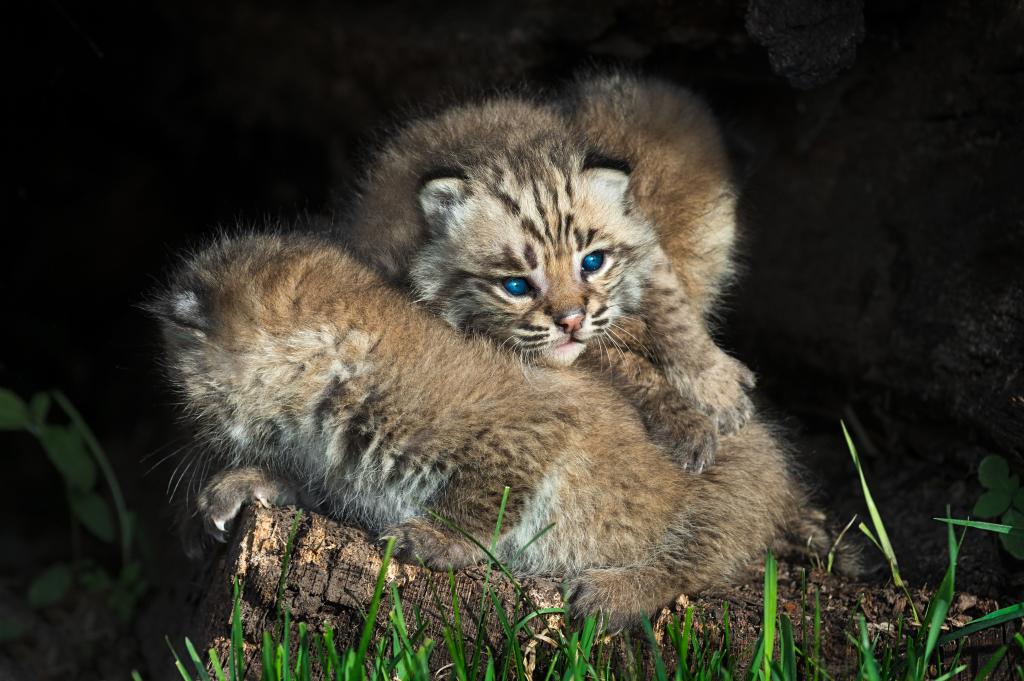 美洲野猫小猫,蓝眼睛,4K